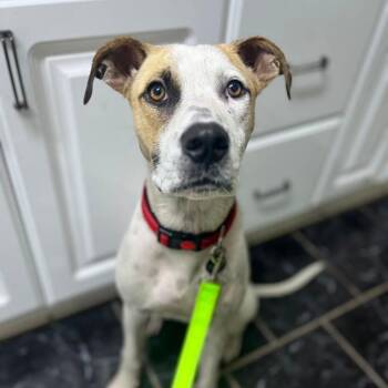 Pickles -  Terrier and Mixed Breed Dog for Adoption in Merritt Island, Florida - Pickles | PetCurious