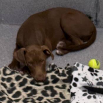 Brownie -  Mixed Breed Dog for Adoption in Cedaredge, Colorado - Brownie | PetCurious