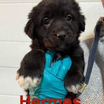Black Labrador Retriever Dogs Available for Adoption - Hermes (20260216-03) | PetCurious