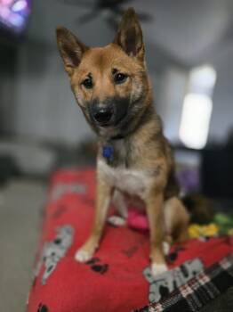 Miya -  Shiba Inu Dog for Adoption in Waunakee, Wisconsin - Miya | PetCurious