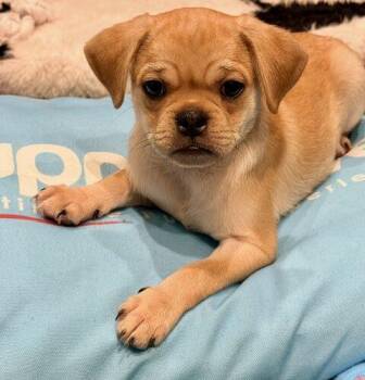 Russet -  Pug Dog for Adoption in Henderson, Nevada - Russet | PetCurious