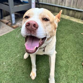 *Courtesy Listing - Milo -  Mixed Breed and Yellow Labrador Retriever Dog for Adoption in Tuscaloosa, Alabama - *Courtesy Listing - Milo | PetCurious
