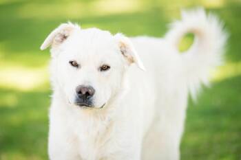 Retriever and Labrador Retriever Dogs Available for Adoption in Fort Lupton, Colorado - Guane | PetCurious