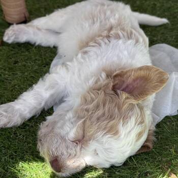 Krill -  Poodle Dog for Adoption in Minneapolis, Minnesota - Krill | PetCurious