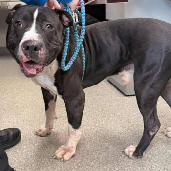 Rescue Mixed Breed Dogs for Adoption in Batavia, Ohio - Scar | PetCurious