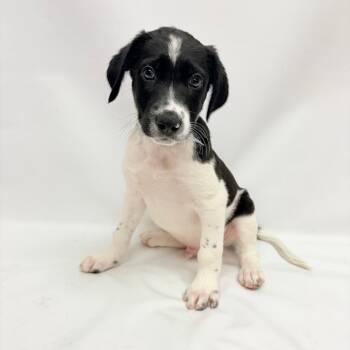 777 (2026) River -  German Shorthaired Pointer and Mixed Breed Dog for Adoption in Parker, Colorado - 777 (2026) River | PetCurious