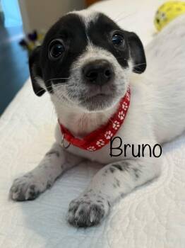 Bruno -  Australian Cattle Dog Blue Heeler Dog for Adoption in Pawleys Island, South Carolina - Bruno | PetCurious