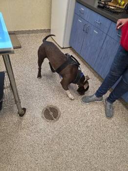 American Staffordshire Terrier and Mixed Breed Dogs Available for Adoption - Spartan | PetCurious