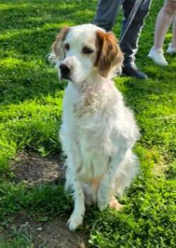 Available - Buddy -  English Setter Dog Available for Adoption in Havertown, Pennsylvania - Available - Buddy | PetCurious