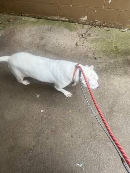 Abel -  Mixed Breed Dog for Adoption in Cincinnati, Ohio - Abel | PetCurious