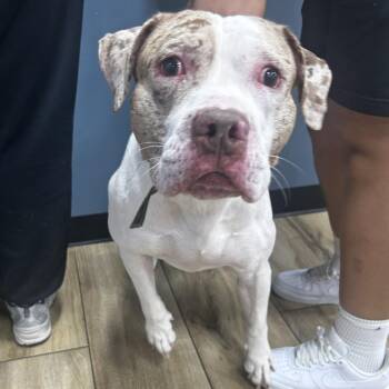 Rudy -  Pit Bull Terrier Dog for Adoption in Newark, New Jersey - Rudy | PetCurious