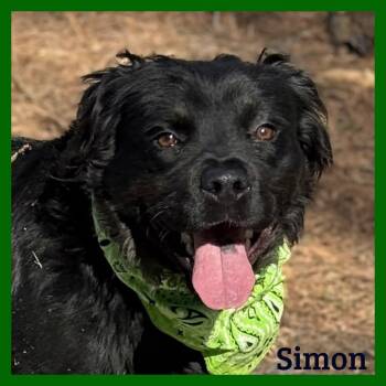Mixed Breed Dogs Available for Adoption in Sumter, South Carolina - Simon | PetCurious