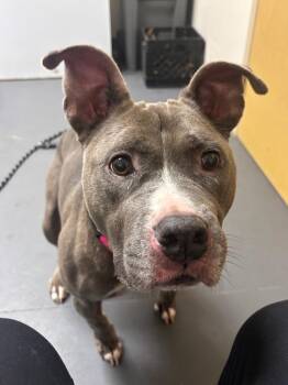Ophelia -  Pit Bull Terrier Dog for Adoption in Bloomington, Indiana - Ophelia | PetCurious