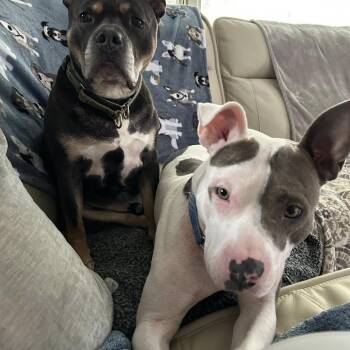 Spade -  American Staffordshire Terrier Dog Available for Adoption in Pittsburgh, Pennsylvania - Spade | PetCurious