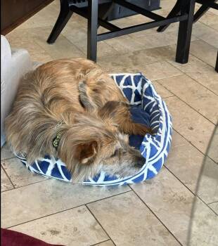 Rescue Jack Russell Terrier Dogs for Adoption in Pflugerville, Texas - Maxie | PetCurious