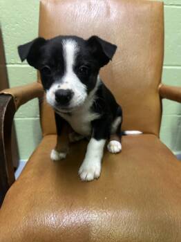 Terrier and Mixed Breed Dogs Available for Adoption in Irwin, Pennsylvania - Buzzer | PetCurious