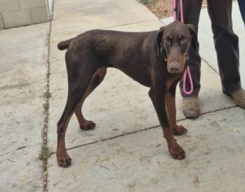 Rescue Doberman Pinscher Dogs for Adoption in Manhattan Beach, California - Belle Beauty Dobie! | PetCurious