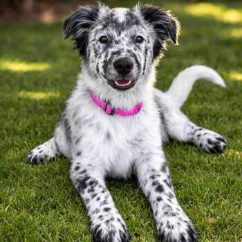 Australian Cattle Dog Blue Heeler Dogs Available for Adoption - Nutmeg | PetCurious