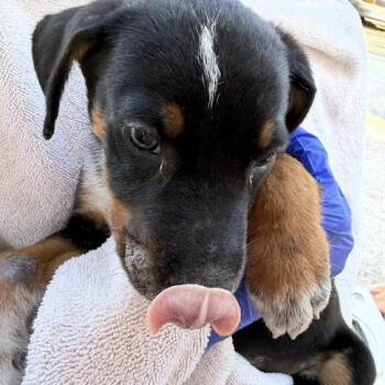 Pumpkin Soup -  Labrador Retriever Dog for Adoption in Austin, Texas - Pumpkin Soup | PetCurious