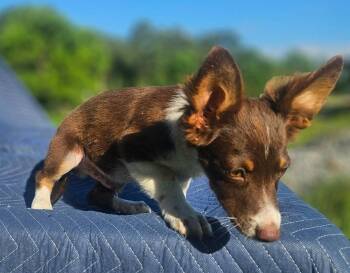 Jensen Interceptor Cars -  Australian Shepherd and Chihuahua Dog for Adoption in South Kingstown, Rhode Island - Jensen Interceptor Cars | PetCurious