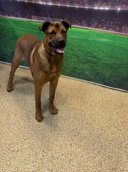 CURRY -  Black Mouth Cur Dog for Adoption in Doral, Florida - CURRY | PetCurious