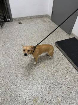 Ollie -  Terrier and Mixed Breed Dog for Adoption in Gastonia, North Carolina - Ollie | PetCurious