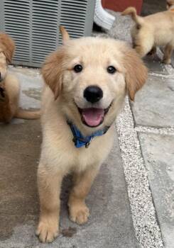 Golden Retriever and German Shepherd Dog Dogs Available for Adoption in Fort Lauderdale, Florida - Moose | PetCurious