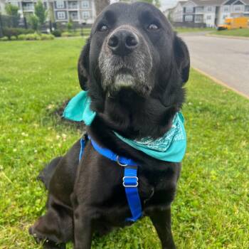 Hughie -  Retriever and Shepherd Dog for Adoption - Hughie | PetCurious