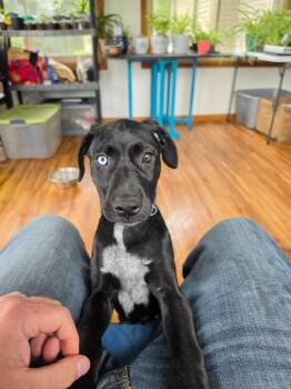 Suzie- Teal -  Labrador Retriever Dog for Adoption in Charlotte, Michigan - Suzie- Teal | PetCurious