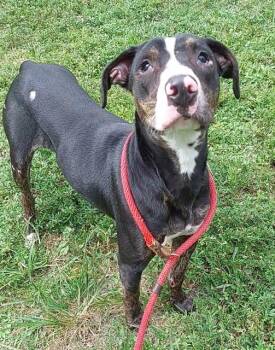 HYACINTH -  American Staffordshire Terrier Dog for Adoption in Fort Lauderdale, Florida - HYACINTH | PetCurious