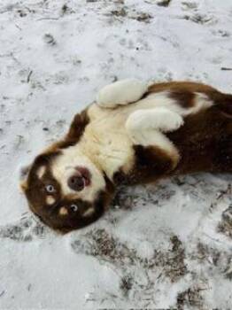 Pomeranian and Husky Dogs Available for Adoption - Freya | PetCurious