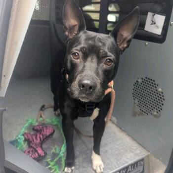 Terrier Dogs Available for Adoption in St. Louis, Missouri - Lala | PetCurious