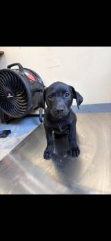 Black Labrador Retriever Dogs Available for Adoption in Zimmerman, Minnesota - Barney | PetCurious