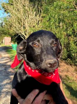 Rescue Black Labrador Retriever Dogs for Adoption - Chanel | PetCurious