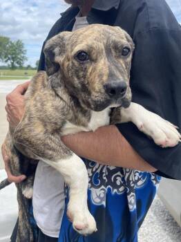 Labrador Retriever and Boxer Dogs Available for Adoption in Bolivar, Missouri - Pablo | PetCurious