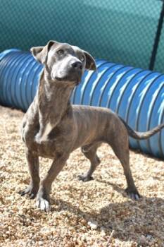 Rescue Mixed Breed Dogs for Adoption in New Orleans, Louisiana - Brownie | PetCurious