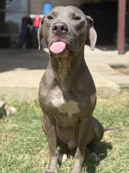 Rescue Blue Lacy Dogs for Adoption in San Antonio, Texas - Ollivander | PetCurious