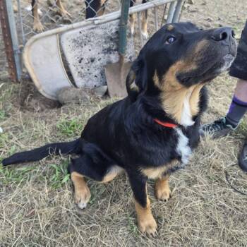 Red -  Black Labrador Retriever Dog for Adoption in Oakville, Washington - Red | PetCurious
