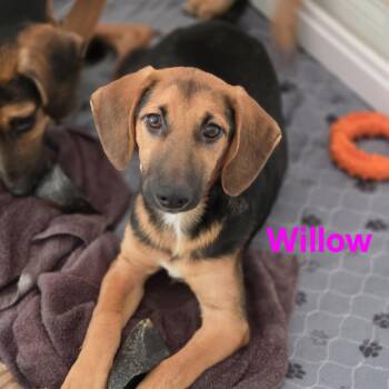 Willow -  German Shepherd Dog and Hound Dog for Adoption in Blairstown, New Jersey - Willow | PetCurious