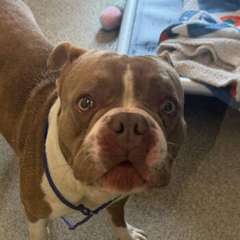 Pit Bull Terrier Dogs Available for Adoption in Matteson, Illinois - Vorcha | PetCurious