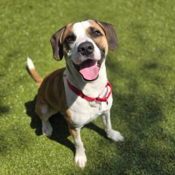 Hound Dogs Available for Adoption in Charlottesville, Virginia - Buckey | PetCurious