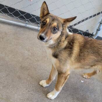 108574 -  Mixed Breed Dog for Adoption in Las Cruces, New Mexico - 108574 | PetCurious