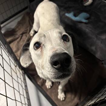 Sweetie -  Pointer Dog for Adoption in Phoenix, Arizona - Sweetie | PetCurious