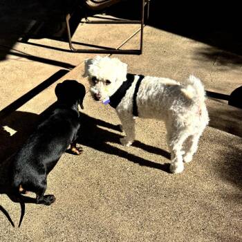 Jack Jack -  Poodle and Mixed Breed Dog for Adoption in San Francisco, California - Jack Jack | PetCurious