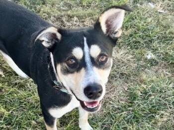 Rescue Mixed Breed Dogs for Adoption in Georgetown, Texas - Ringo | PetCurious