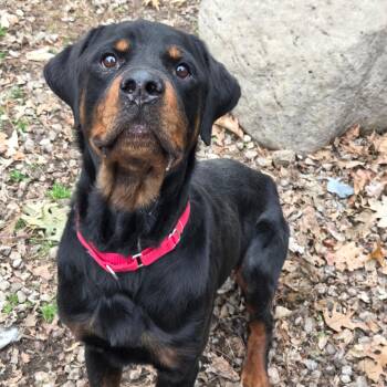 Rescue Rottweiler Dogs for Adoption in Polk, Ohio - Loki | PetCurious