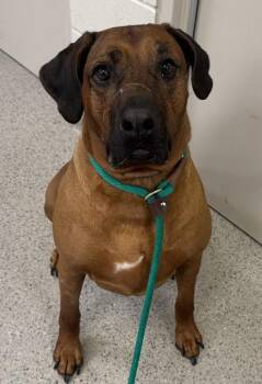 Rordan -  Rhodesian Ridgeback and Mixed Breed Dog for Adoption in Fishers, Indiana - Rordan | PetCurious