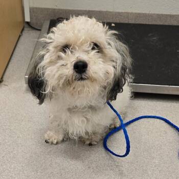 Shih Tzu Dogs Available for Adoption - 26-90 | PetCurious