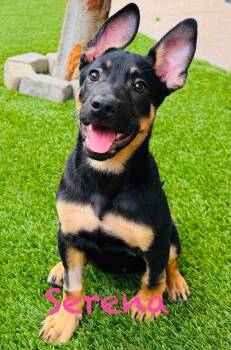 Serena -  German Shepherd Dog Dog for Adoption in Mission Viejo, California - Serena | PetCurious