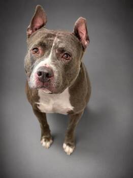 Loki~SPONSORED! -  American Staffordshire Terrier and Mixed Breed Dog for Adoption in Bowling Green, Kentucky - Loki~SPONSORED! | PetCurious